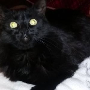 Meet your Posher, Bonnie